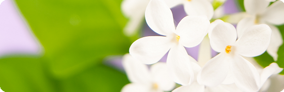 white lilac border_round